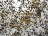 Acromyrmex spec. Futter