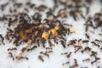 Acromyrmex spec. Insektenfutter