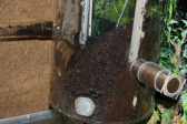 Acromyrmex spec. Müllbecken