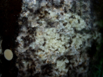 Acromyrmex spec. Pilz