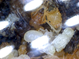 Acromyrmex spec. Puppen