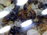 Acromyrmex spec. Puppen