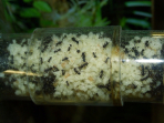 Acromyrmex spec. Puppen