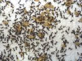 Acromyrmex spec.