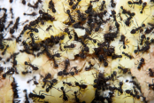 Acromyrmex spec. Winterfutter