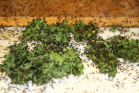 Acromyrmex spec. Winterfutter