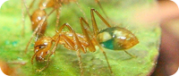 Ameisen Zuckerwasserverteilung