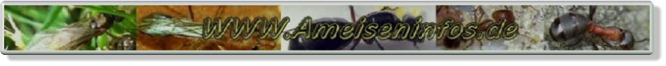 Ameiseninfos Ameisenhaltung Ameisenberichte