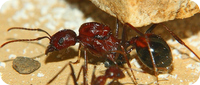 Aphaenogaster texana Haltungsbericht