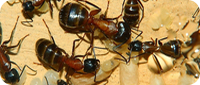 Camponotus ligniperda Bericht (2)