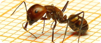 Camponotus nicobarensis Haltungsbericht