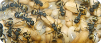 Camponotus sericeus Haltungsbericht