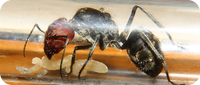 Camponotus singularis Haltungsbericht