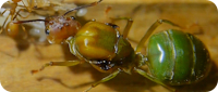 Oecophylla smaragdina Ameisen-Haltungsbericht