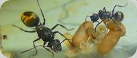 Polyrhachis vermiculosa Ameisen-Haltungsbericht