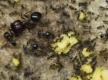 Ameisenfutter