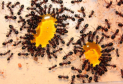 Ameisenfutter