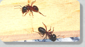 Camponotus ligniperda