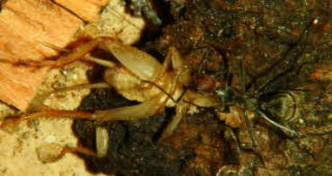 Camponotus singularis Video