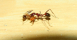 Aphaenogaster texana