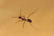 Aphaenogaster texana 