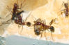 Aphaenogaster texana Futter