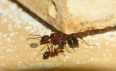 Aphaenogaster texana Königin