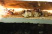 Aphaenogaster texana Nest