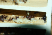 Aphaenogaster texana Nestblock