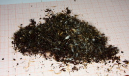 Aphaenogaster texana Tote auf dem Müll