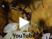 Aphaenogaster texana Video