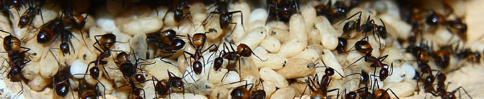 Camponotus nicobarensis