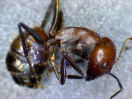 Camponotus nicobarensis