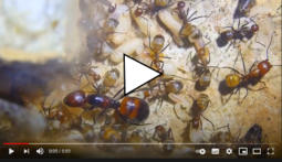 Camponotus nicobarensis Video
