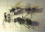 Camponotus sericeus