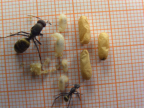 Camponotus sericeus