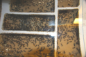 Camponotus sericeus