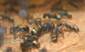 Camponotus sericeus