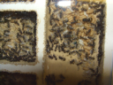 Camponotus sericeus
