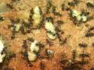 Camponotus sericeus