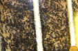 Camponotus sericeus