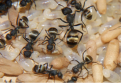 Camponotus sericeus