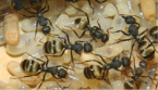 Camponotus sericeus