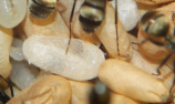 Camponotus sericeus