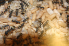 Camponotus sericeus
