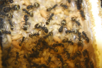 Camponotus sericeus