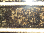 Camponotus sericeus