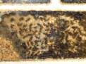 Camponotus sericeus