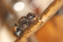 Camponotus sericeus