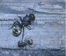 Camponotus sericeus